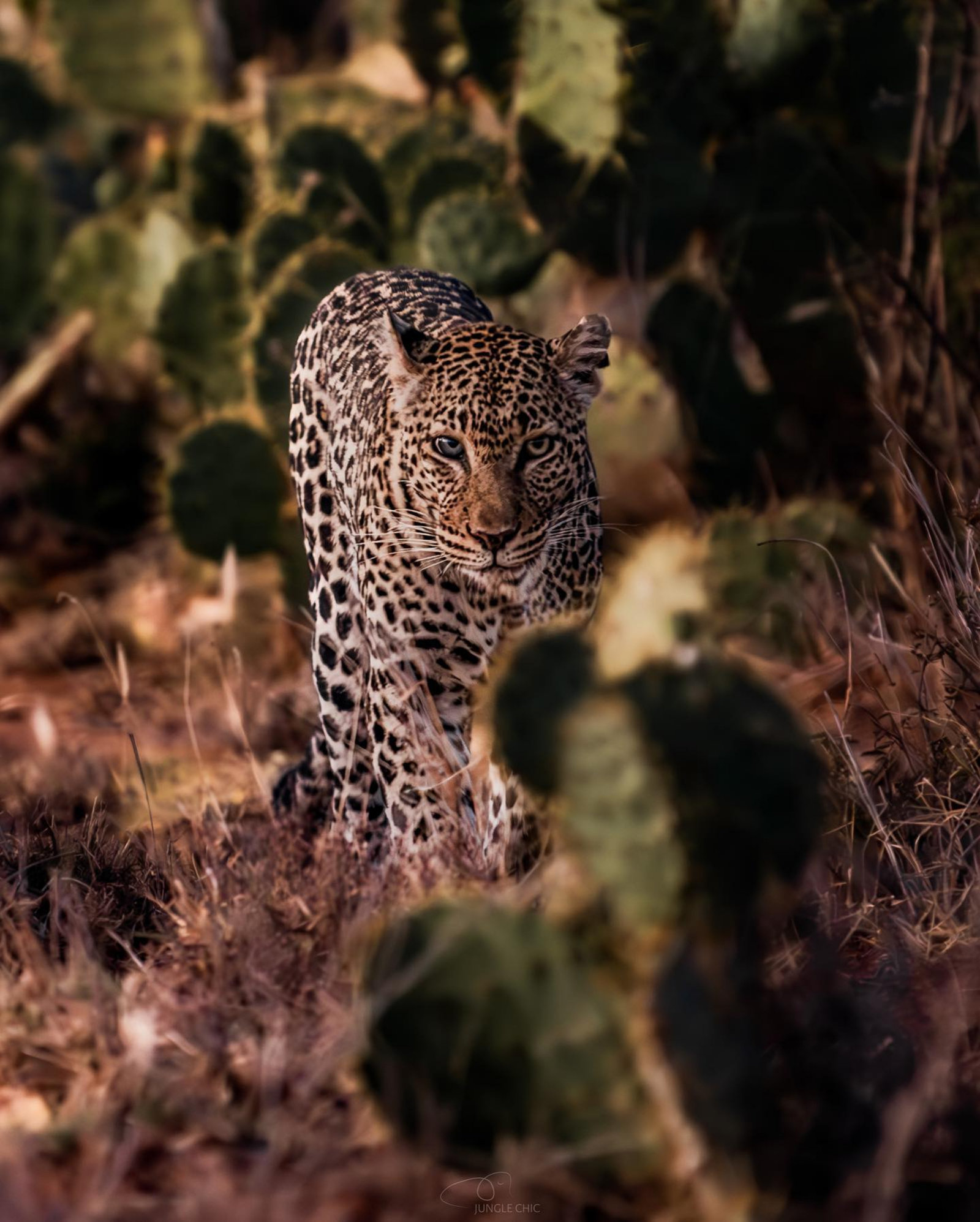 wild-animal-danger-cheetah-leopard-nature_result.jpg